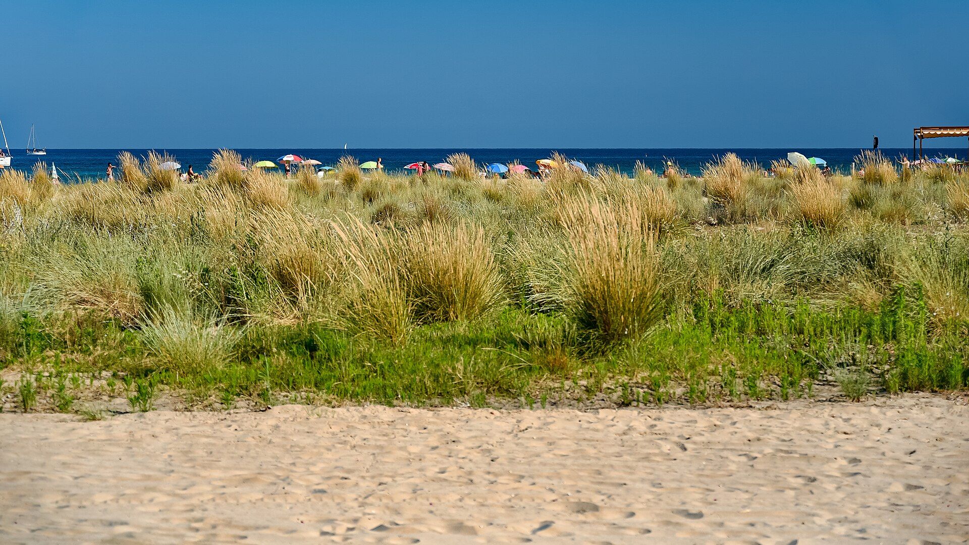 Dunas con vegetación junto al mar en la Platja de la Paella de Torredembarra